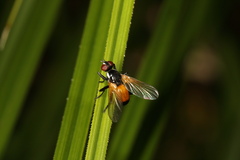 Huttonobesseria verecunda