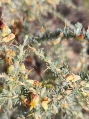 Aspalathus acanthophylla