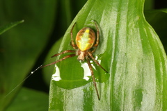 Novaranea queribunda