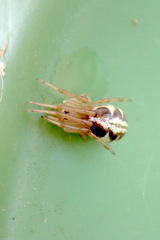 Phonognatha graeffei