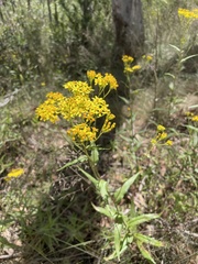 Senecio linearifolius latifolius