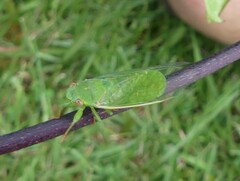 Chlorocysta vitripennis