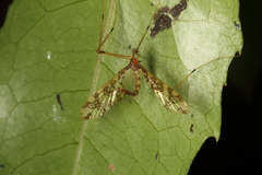 Mischoderus annuliferus