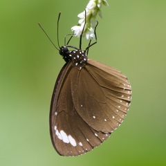 Euploea tulliolus