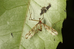 Mischoderus annuliferus