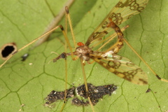 Mischoderus annuliferus