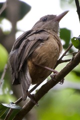 Colluricincla rufogaster