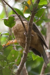 Colluricincla rufogaster