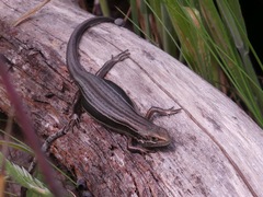 Pseudemoia pagenstecheri