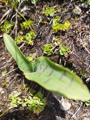 Ledebouria
