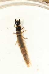 Archichauliodes diversus