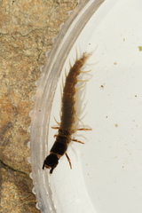 Archichauliodes diversus