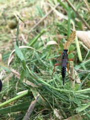 Echthromorpha intricatoria