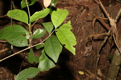 Cyclophyllum longipetalum