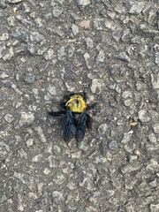 Xylocopa ruficornis