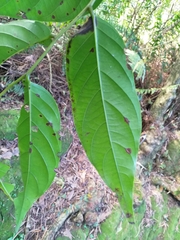 Glochidion lanceolatum