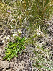 Alepidea setifera