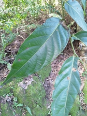 Glochidion lanceolatum