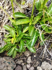 Alepidea setifera