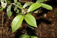 Cyclophyllum longipetalum
