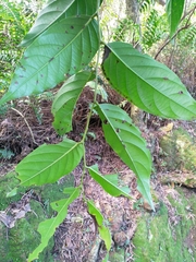 Glochidion lanceolatum