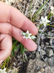 Alepidea setifera