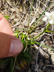 Alepidea setifera
