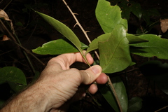Cyclophyllum longipetalum