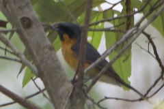 Symposiachrus trivirgatus