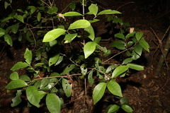 Cyclophyllum longipetalum
