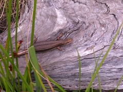 Pseudemoia entrecasteauxii