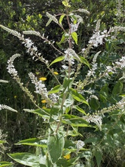 Veronica derwentiana