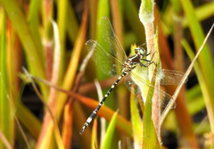 Synthemis eustalacta
