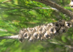 Melaleuca diosmatifolia