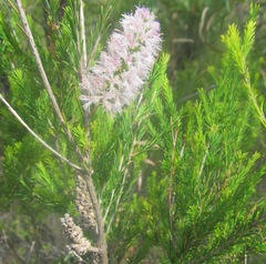 Melaleuca diosmatifolia