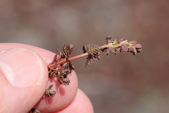 Myriophyllum verrucosum