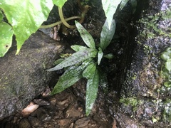 Leptochilus pteropus