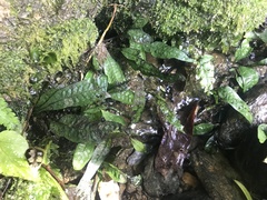 Leptochilus pteropus