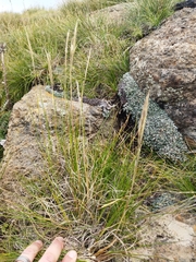 Tenaxia disticha
