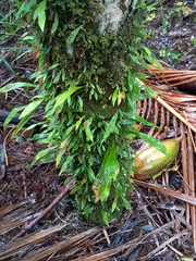 Loxogramme dictyopteris