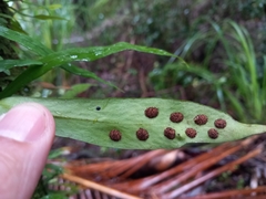 Loxogramme dictyopteris