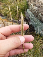 Tenaxia disticha