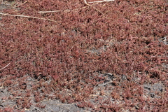 Myriophyllum verrucosum