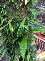 Loxogramme dictyopteris