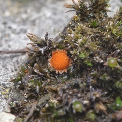Lamprospora tortulae-ruralis