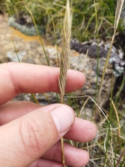 Tenaxia disticha