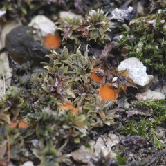 Lamprospora tortulae-ruralis
