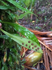 Loxogramme dictyopteris