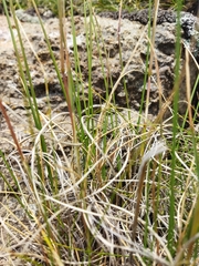 Tenaxia disticha