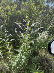 Veronica derwentiana